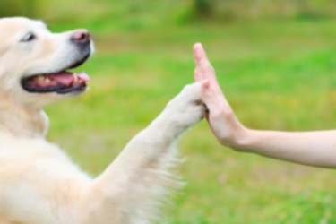 Köpeğiniz İçin 10 İdeal Yaklaşım 