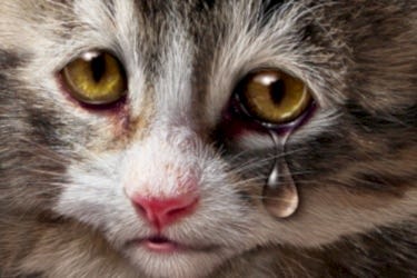 Kediniz Depresyonda Mı?