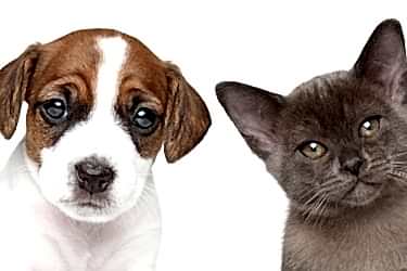 Kedi ve Köpekler İçin Sağlık Sigortası