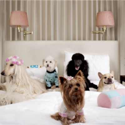 Pet Shop - Pet Kuaför