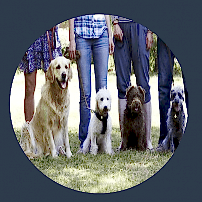 Grup Köpek Eğitimi