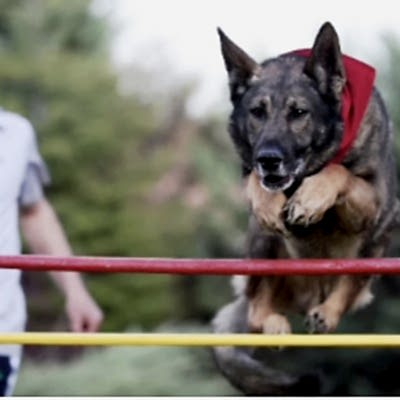 Sportif Eğitimler (Dog Sports)