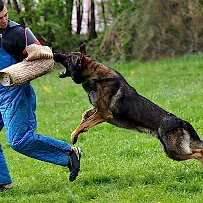 Koruma Eğitimleri (Protecting  Dog Training)