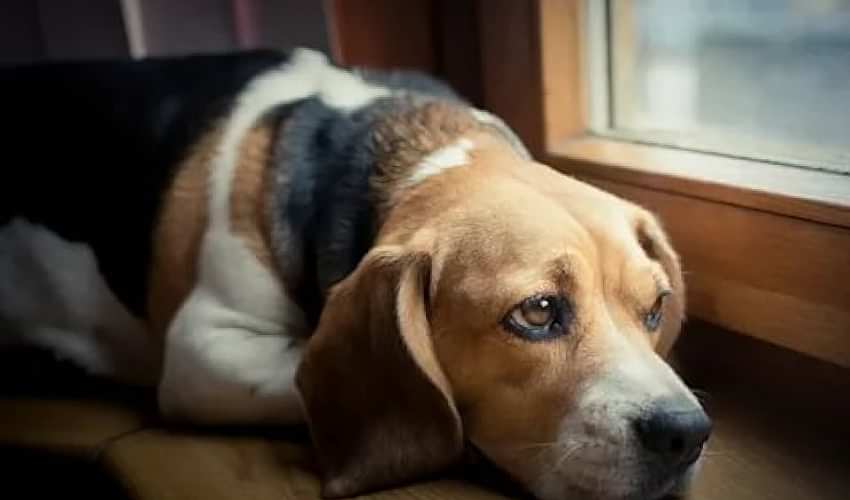 Köpeklerin Evde Yalnız Kalması