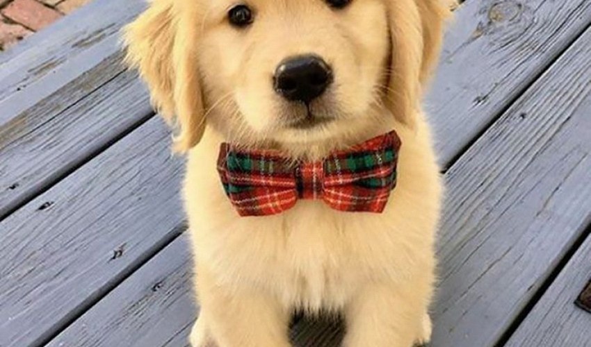 Köpekler Nasıl Öğrenir?