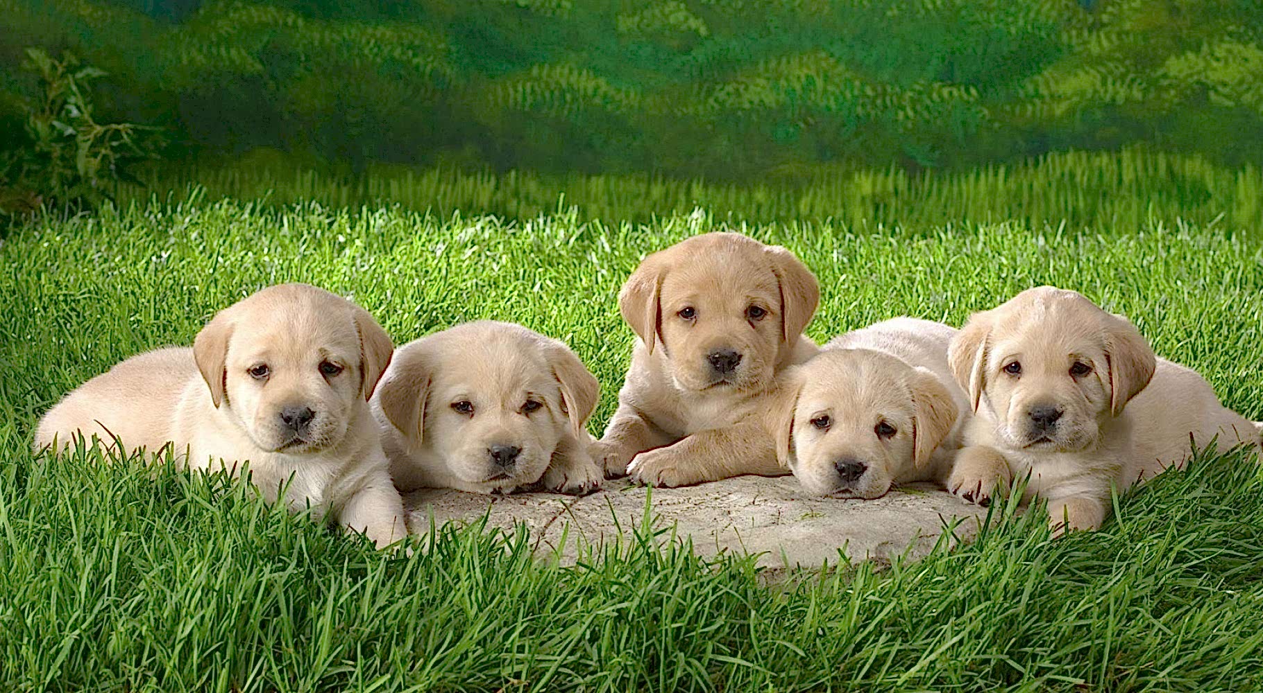Yavru  KÖPEK EĞİTİMİ